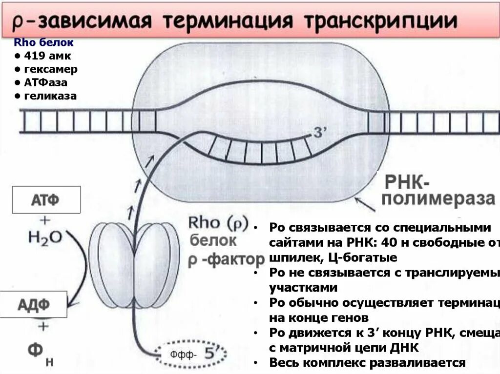 Ро белок