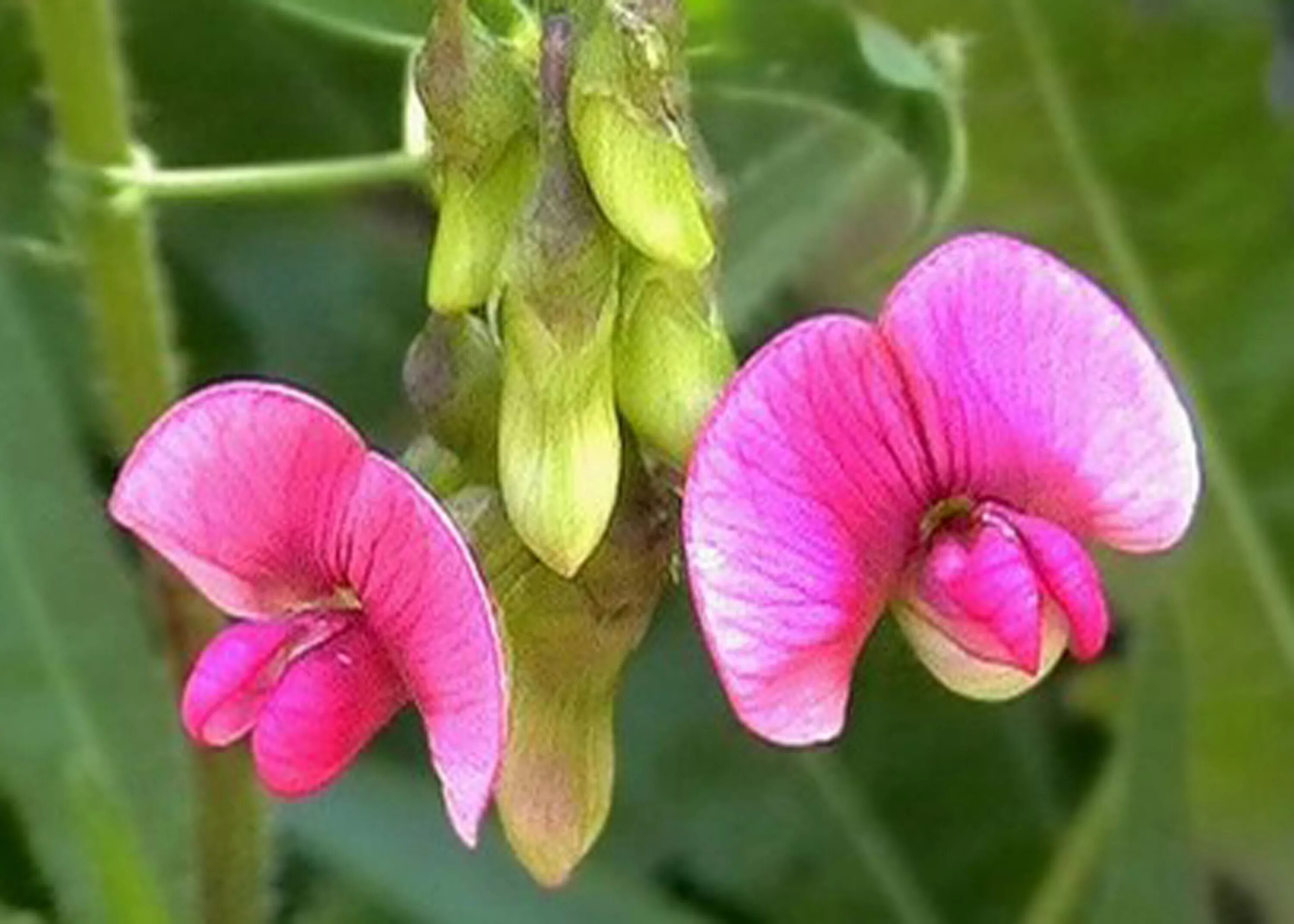 ملف:Fabaceae flower.jpg - ويكيبيديا