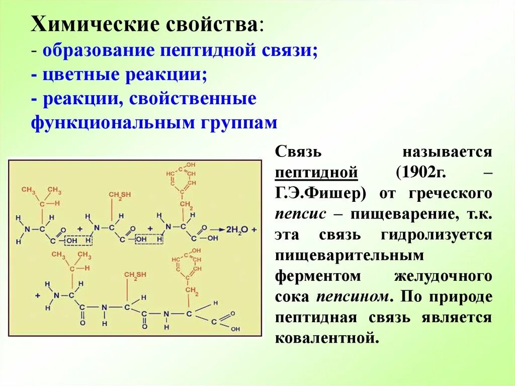 В образование участвуют пептидные связи. Пептидная связь, реакция образования. Свойства пептидной связи. Реакция образования пептидной связи. Строение и свойства пептидной связи. Характеристика пептидной связи.