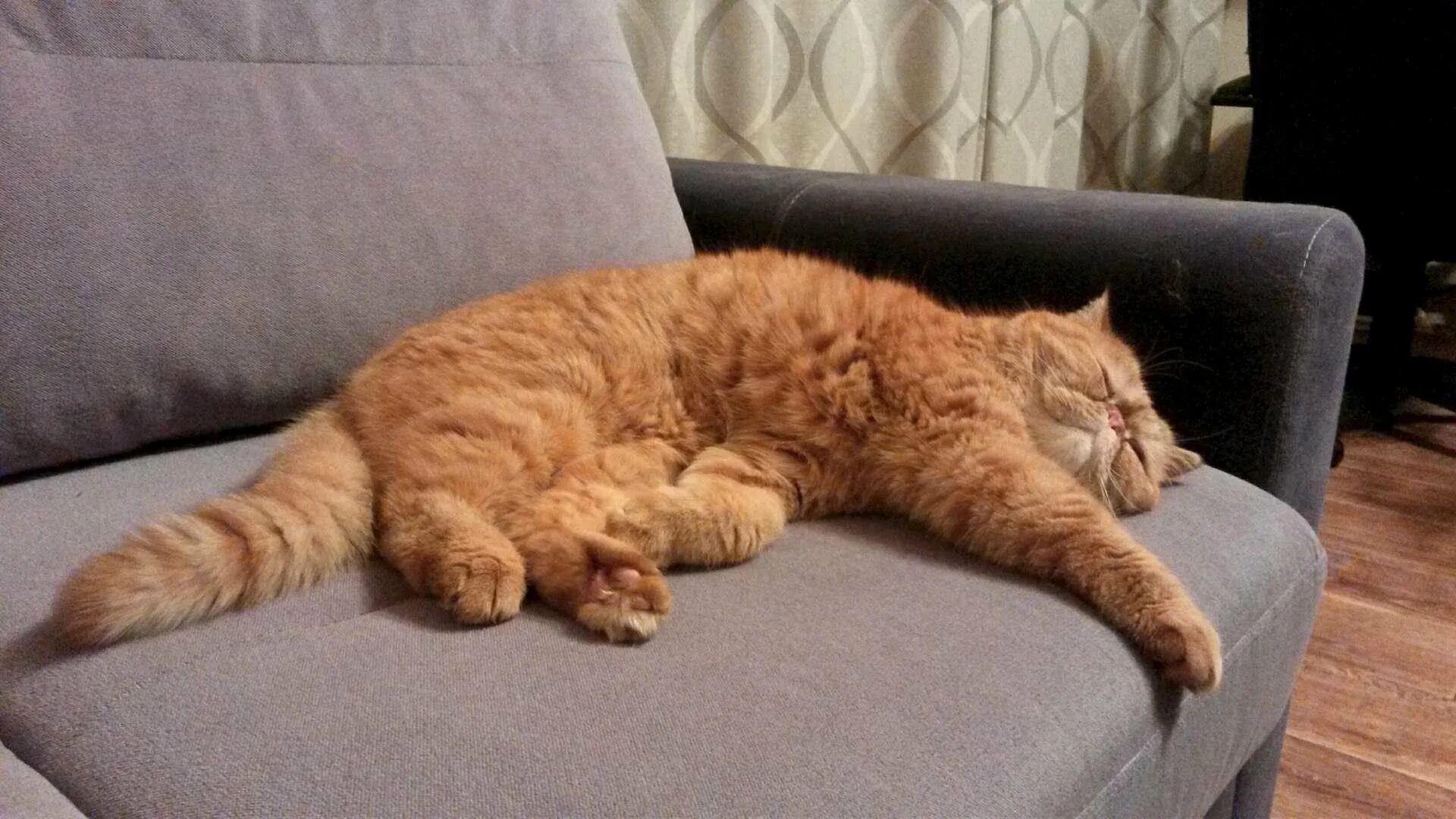 Рыжий кот ленивый кот. Рыжий кот на диване. коты на диване. диван кошка. кошка лежит на диване.