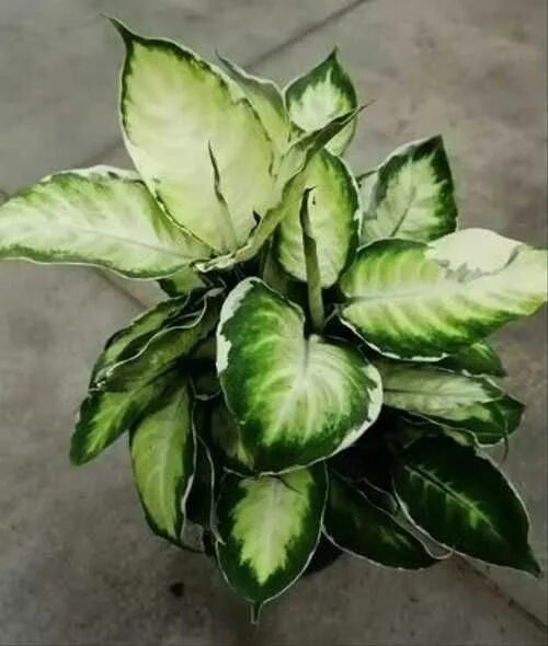 Диффенбахия кул бьюти. Диффенбахия бьюти. диффенбахия кул. диффенбахии кул бьюти. диффенбахия куллбьюти.