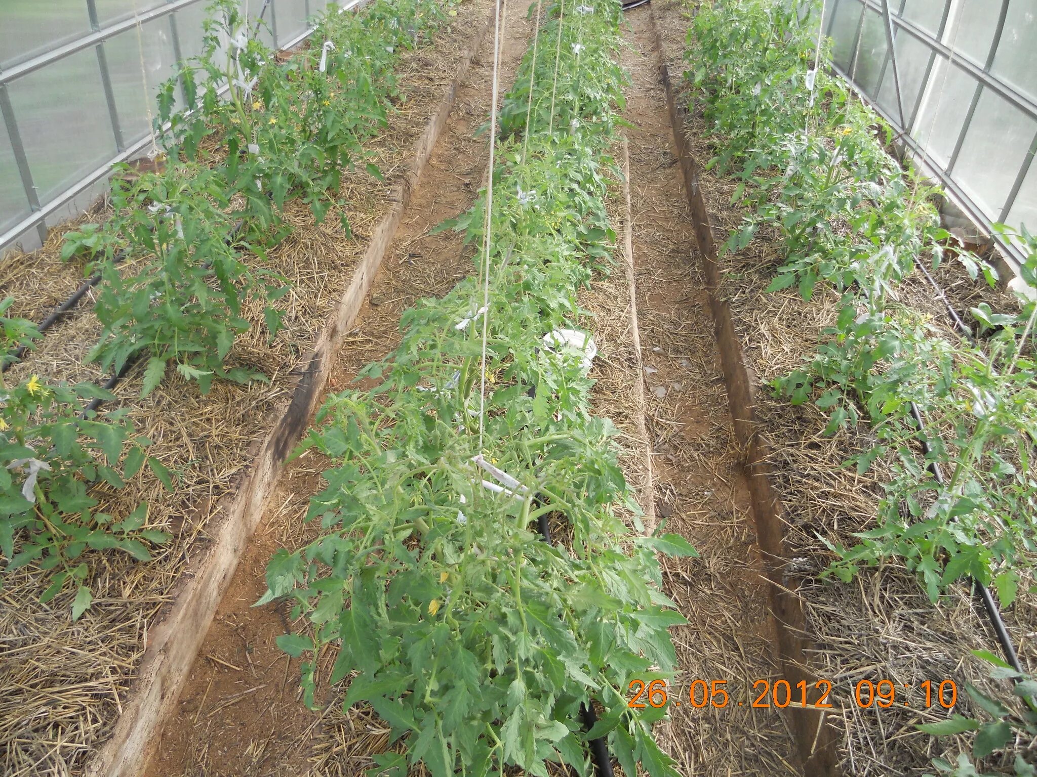 Сколько кустов томатов можно посадить. Грядки в теплице 3х6 для помидор. Помидорные грядки в теплице. Грядки в теплице 6 метров. Три грядки в теплице 3х8.