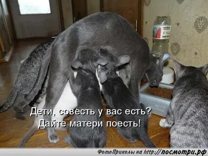 Приколы про зверей