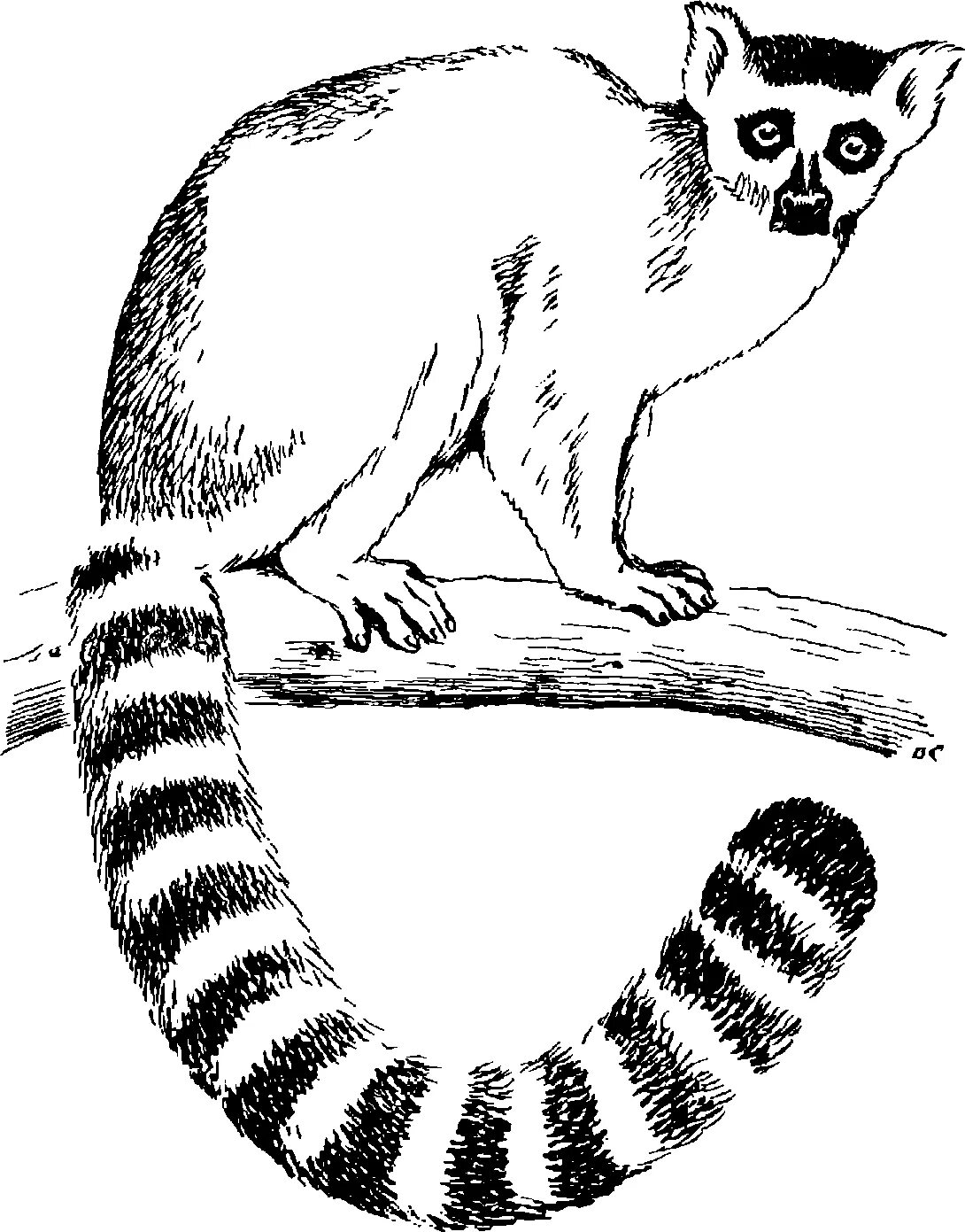 Какой тип развития характерен для лемура. Лемур раскраска. Кошачий лемур раскраска. Лемур рисунок карандашом для детей. Lemur раскраска для детей.
