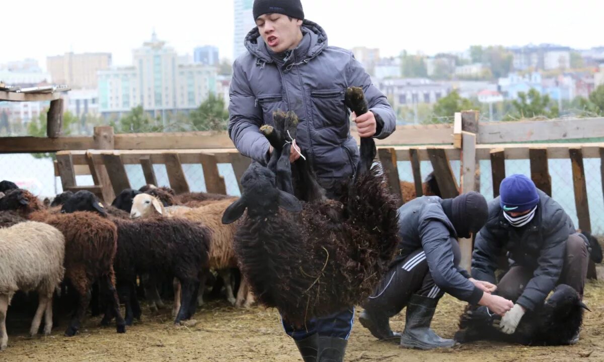 Баран на курбан байрам. Бараны на Курбан Казань. Курбан байрам Москва баран. Живой баран на Курбан байрам.