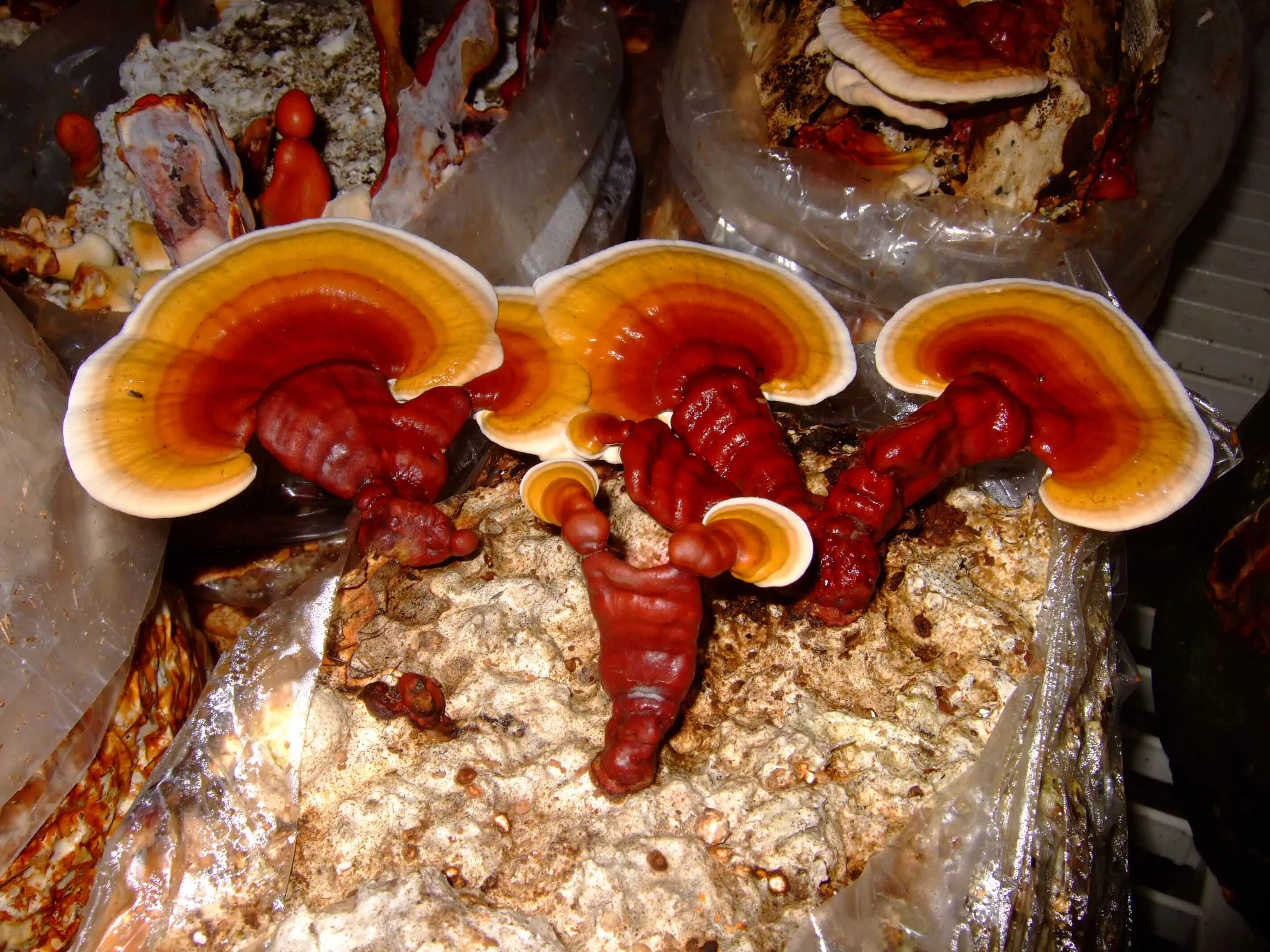Ganoderma lucidum. Трутовик рейши. рейши (трутовик лакированный). трутовик лакированный ganoderma lucidum. гриб рейши трутовик.