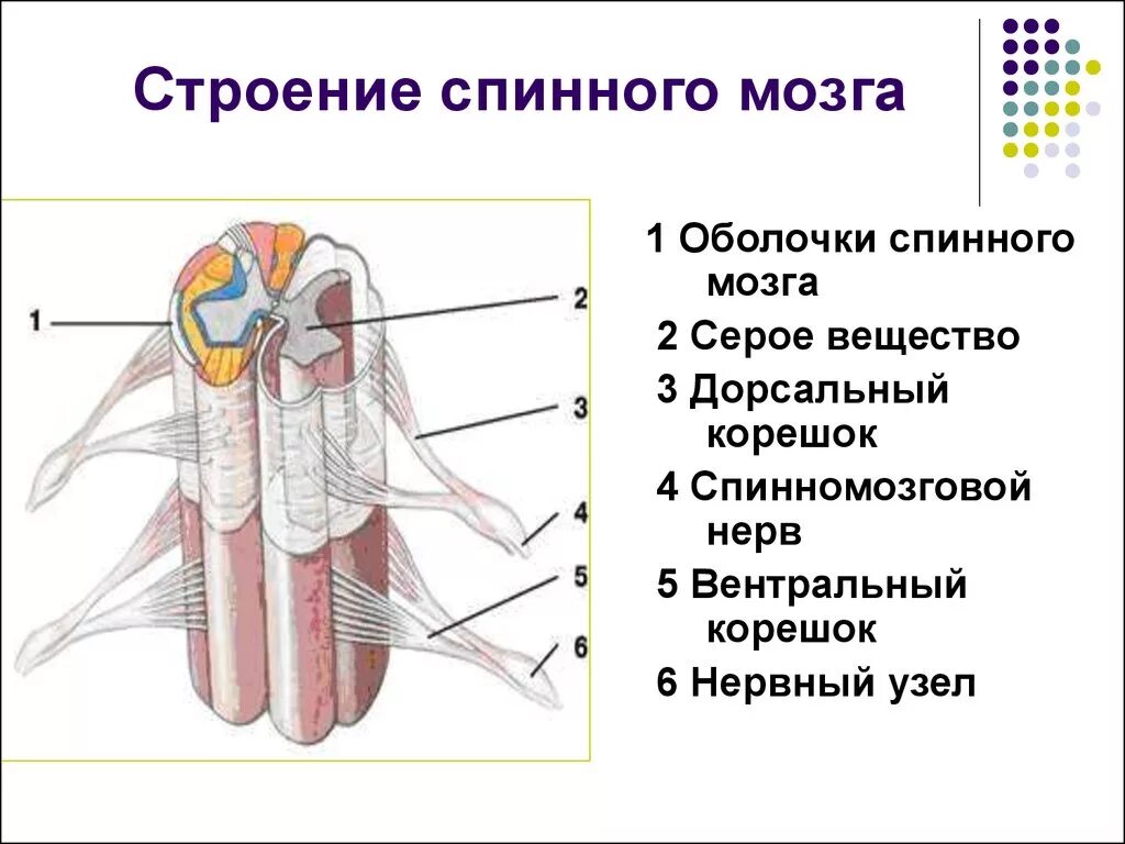 Локализация спинного мозга. Общий план строения спинного мозга. Анатомические структуры спинного мозга. Общее строение спинного мозга человека. Изучить строение спинного мозга.