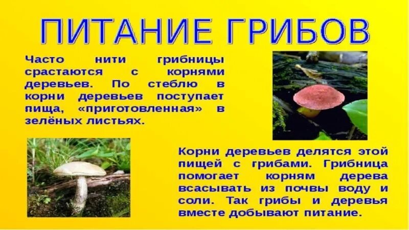 Нити грибницы срастаются с корнями деревьев