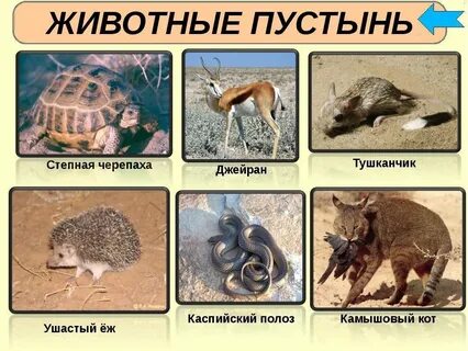 Какие животные есть в пустыне и полупустыне