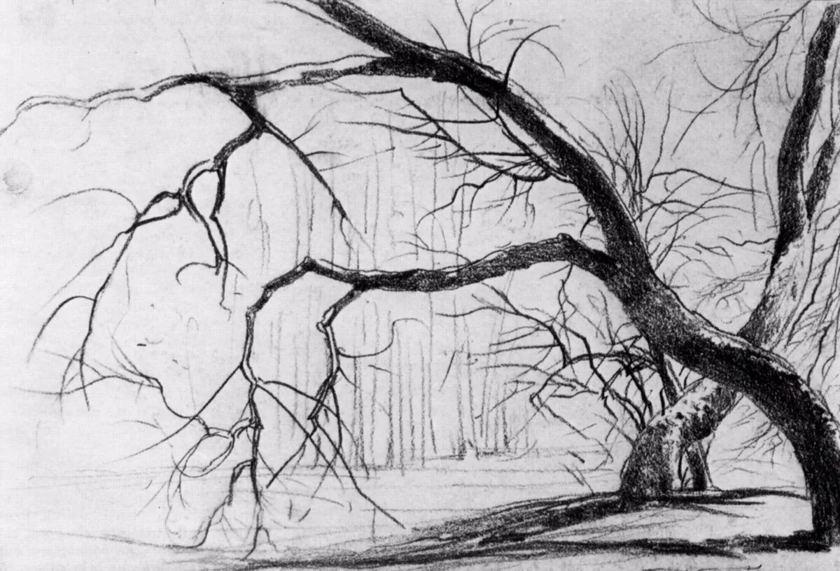 Природа карандашом. Графика тушью и пером. Графические рисунки тушью. Альбрехт дюрер ирисы. Наброски пейзажа.
