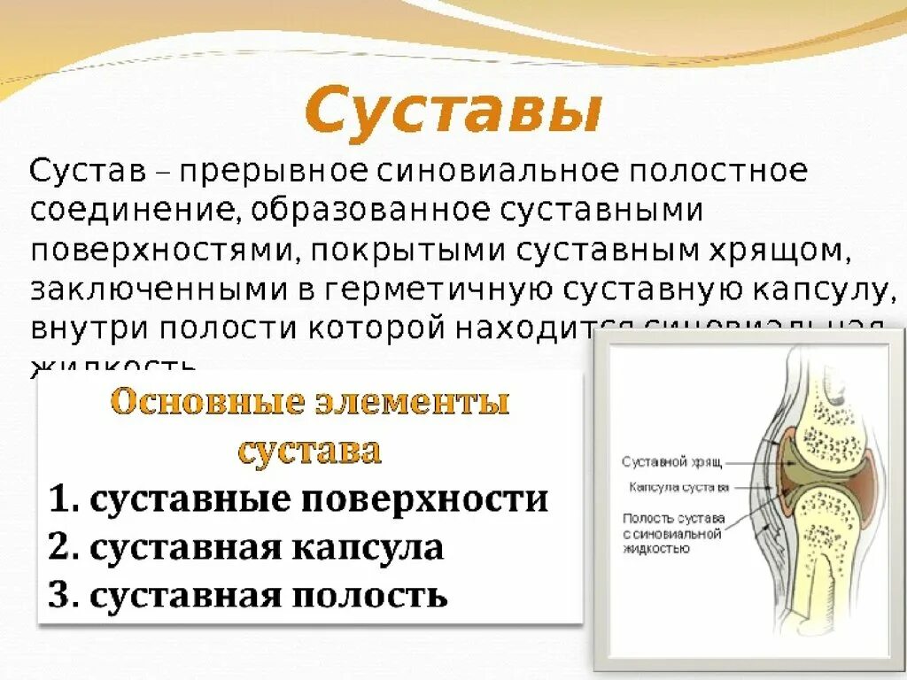 Прерывные соединения костей. Прерывные соединения суставы. Строение сустава. Суставная капсула сустава. Строение синовиального сустава.