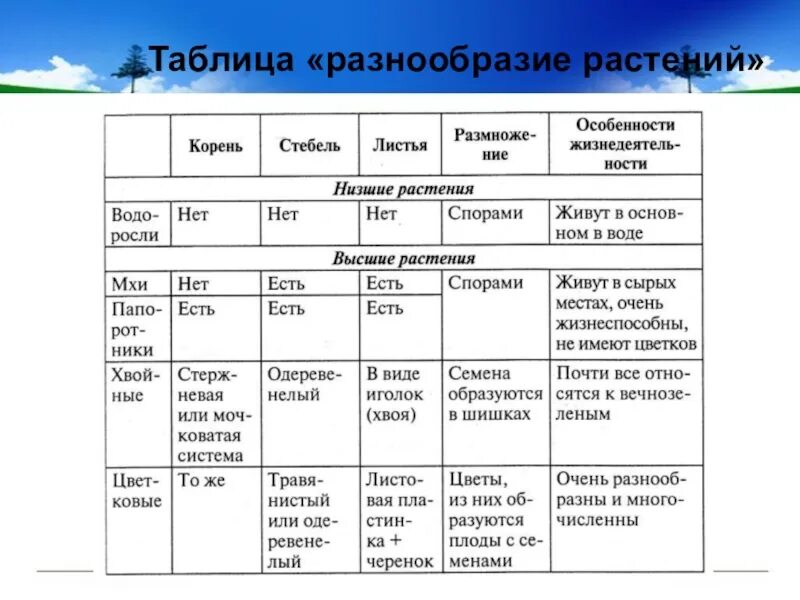 Таблица основные виды растений. Таблица группы растений 2 класс окружающий. Таблица по окружающему миру 3 класс разнообразие растений. Таблица разнообразие растений 3 класс окружающий мир. Таблица многообразие растений 5 класс биология.