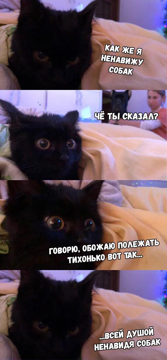 Ненавижу собак. Ненавижу собак
