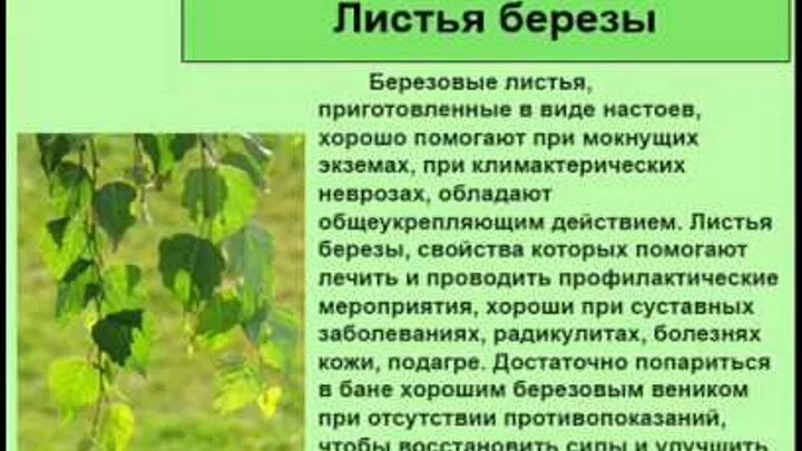 Лист березы полезные свойства. Берёза листья. Берёзовые листья лечебные. Берёзовые листья лечебные свойства. Берёза полезная.