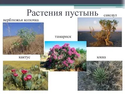 Какие растения есть в полупустыне и пустыне