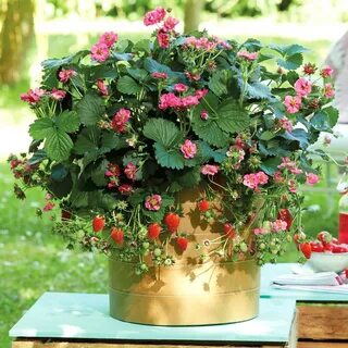 Саммер бриз роуз клубника отзывы