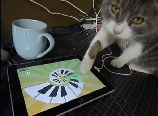 Игрушка для кошки на экране телефона. Игры для котов на экране телефона. Кот с айпадом. Кошка играет в планшет. Игры для кошек на экране телефона.