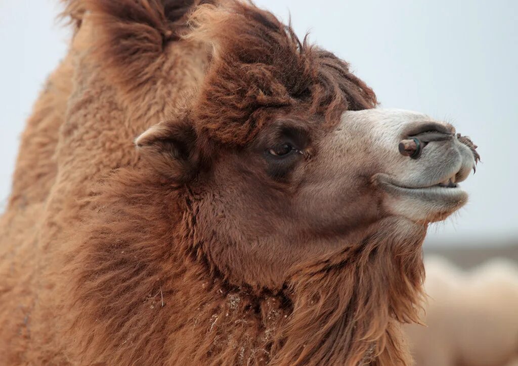 одногорбый верблюд египта. верблюд 5 букв сканворд. двугорбый верблюд бактриан. одногорбый верблюд 3. верблюжонок.