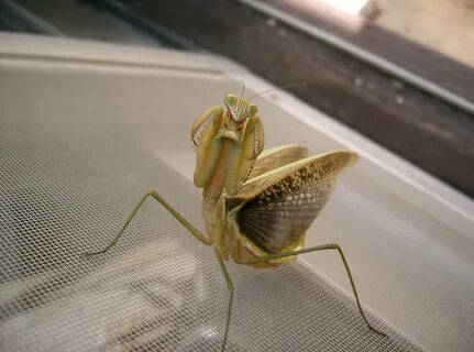 Angels and insects