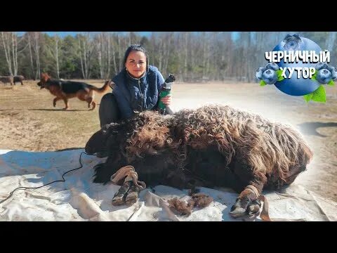 Хутор стуканов на ютубе последний выпуск. Черничный хутор март 2025 год. Черничный хутор дзен канал. Черничный хутор фото. Черничный хутор ютуб.