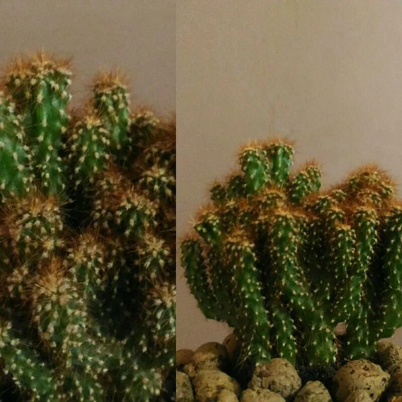 Как определить вид кактуса. Как определить вид кактуса. Как определить кактус. Ветвистый кактус. Как определить кактус.