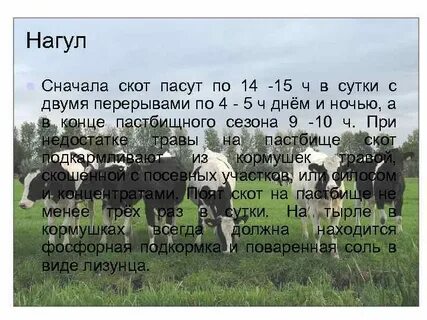 Можно ли пасти скот