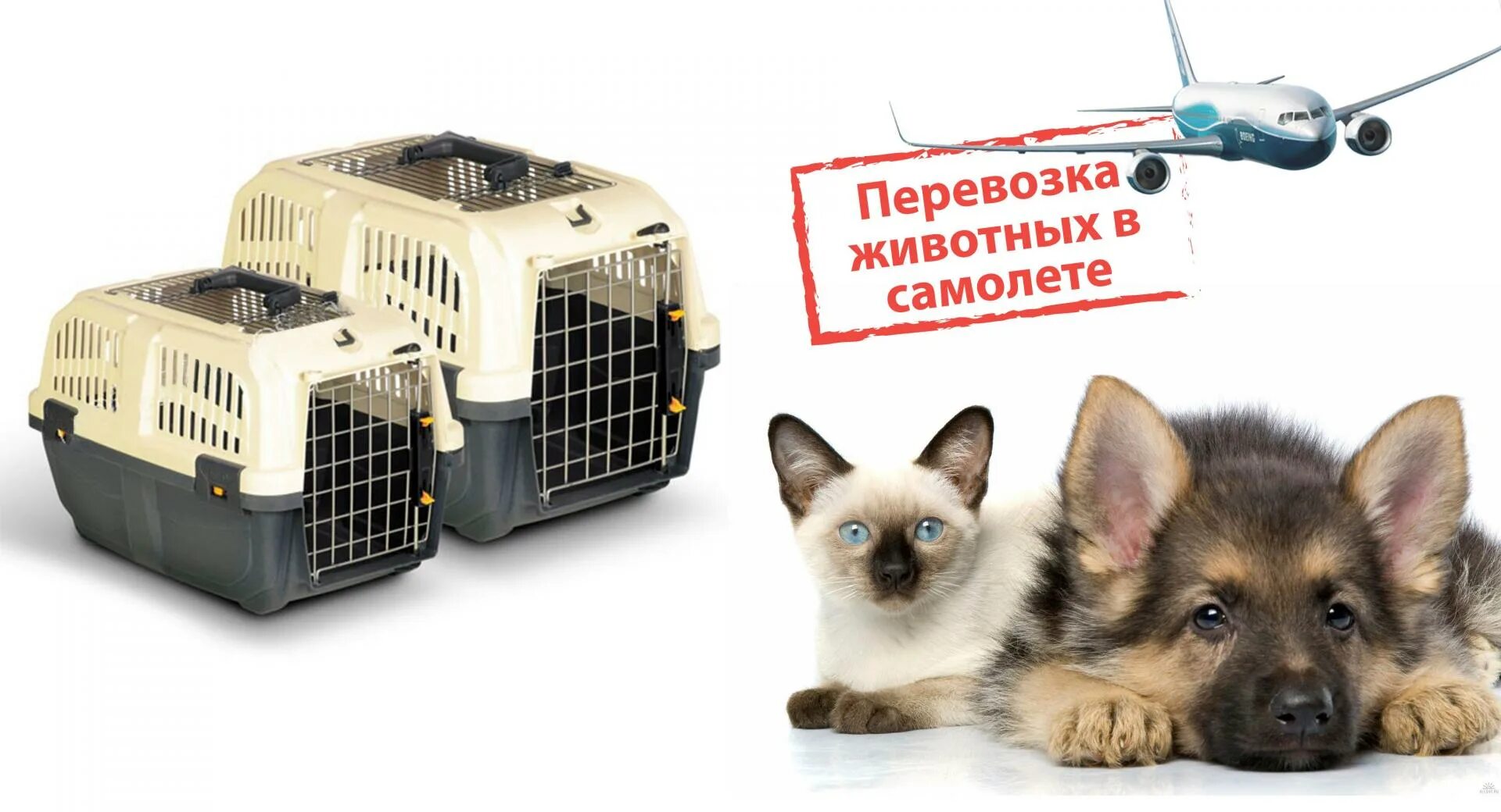 Перевезти животное