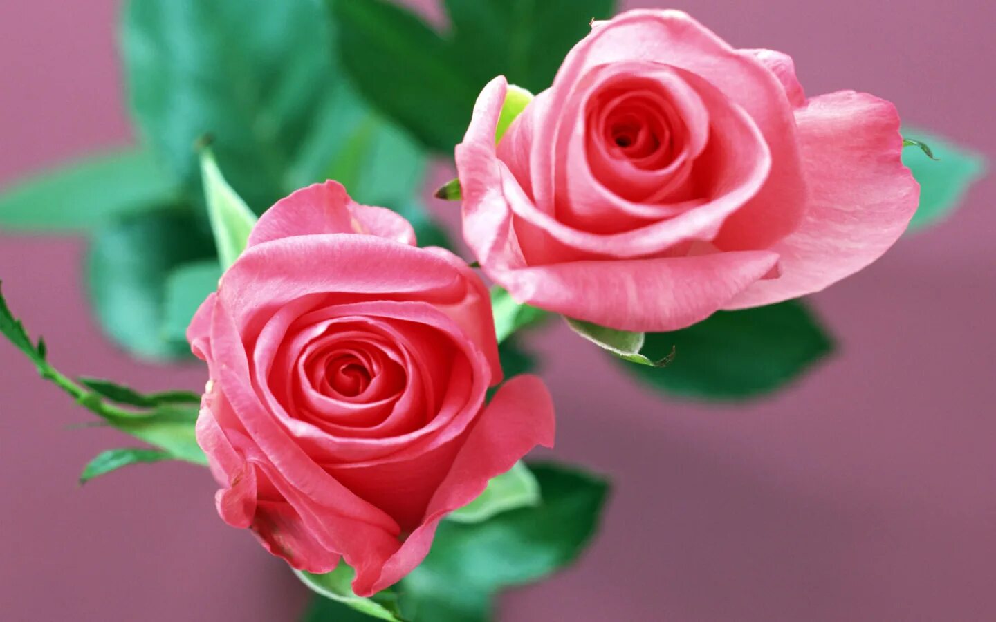 Романтические розы. Спокойной ночи картинки женщине любимой. The best roses. Живые обои розы. The best roses.