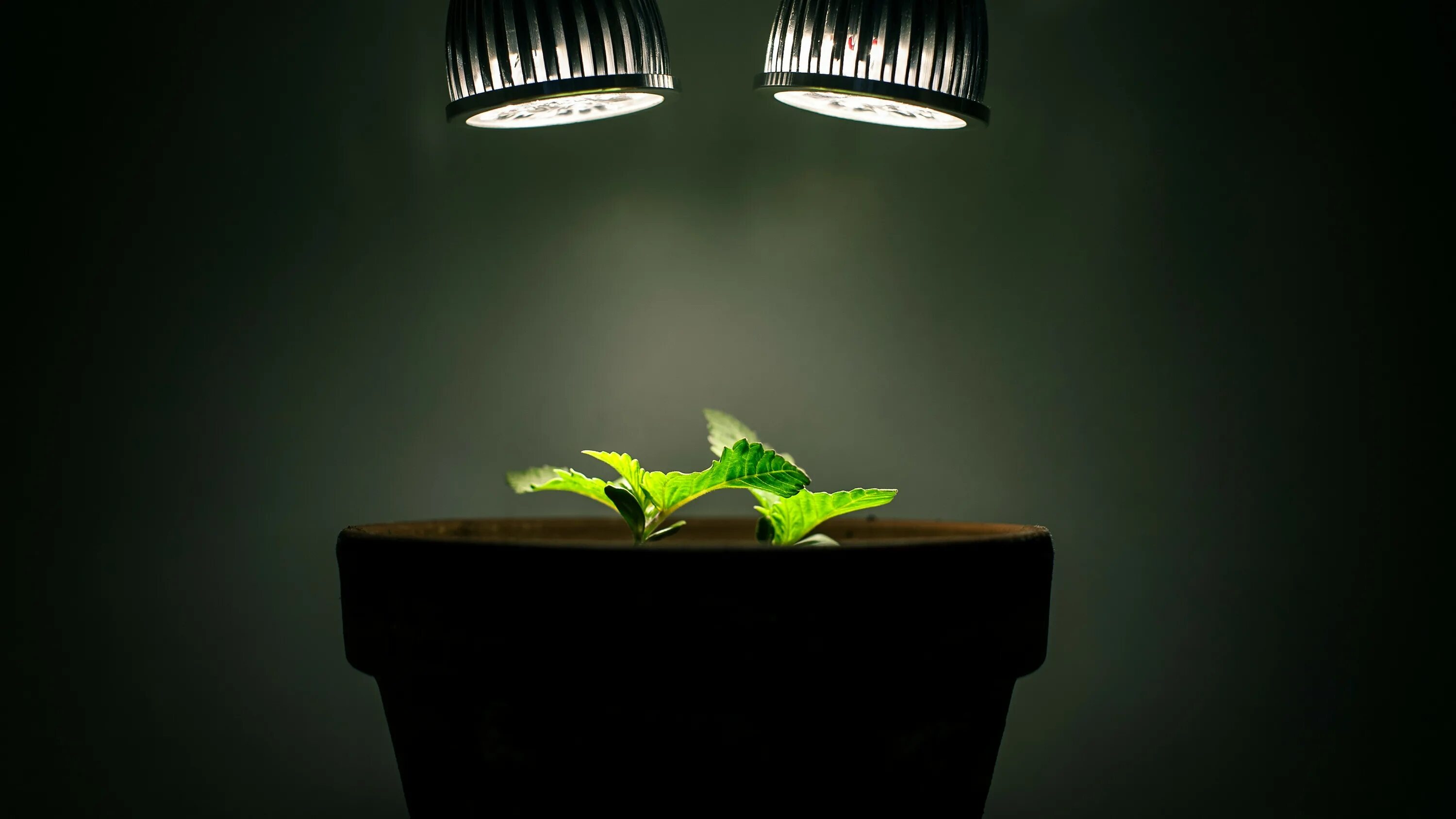 Растения в темноте. Искусственное освещение растений. Свет для растений. Подсветка растений в интерьере.