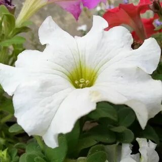 Петуния цветы листья