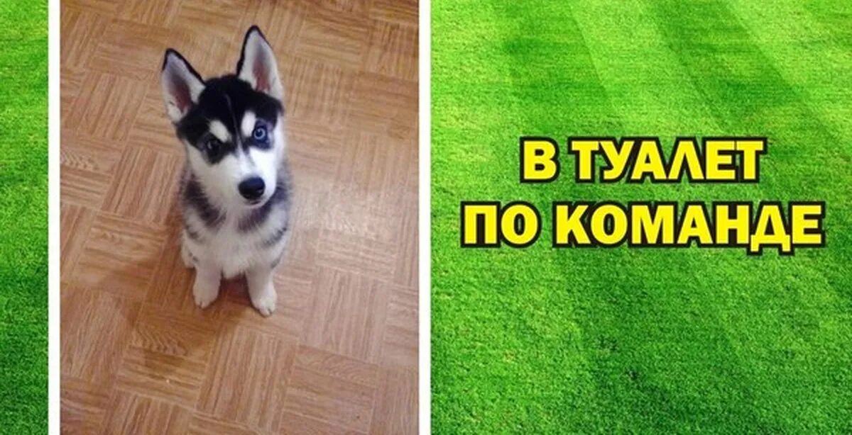 Как приучить сибирскую хаски к дому. Хаски арлекин фото. Как приучить хаски к командам. Хаски туалет. Хаски туалет.