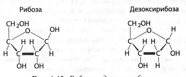 Строение рибозы. Структурная формула рибозы и дезоксирибозы. Рибоза и дезоксирибоза линейные формулы. Циклические формулы рибозы и дезоксирибозы. Дезоксирибоза структурная формула.
