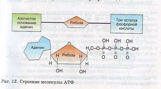 Источники атф. Схема строения атф. строение и роль атф и адф. атф формула биологии. функции молекулы атф.