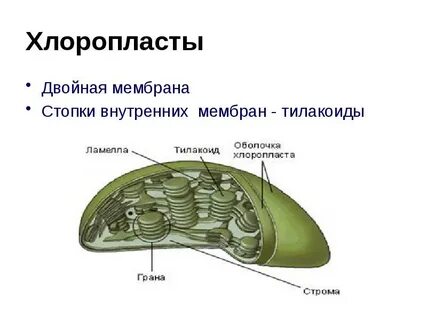 Двойная мембрана