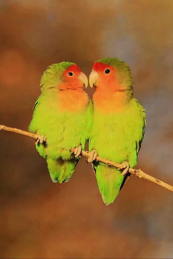 Неразлучники попугаи. Попугаей неразлучники. Неразлучник розовощекий зеленый. Попугай неразлунеразлучник.