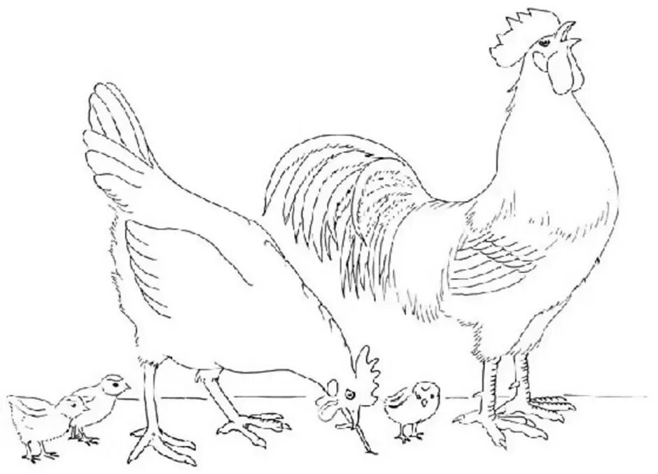 Домашние птицы. Раскраска. Курица петух цыпленок раскраска. Курица раскраска для детей. Домашние птицы раскраска для детей.