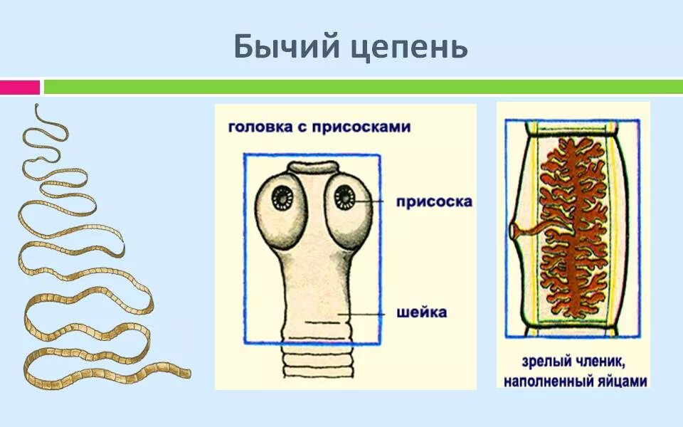 Бычий цепень это. Ленточные черви бычий цепень. ленточные черви бычий цепень строение. строение ленточного червя бычий цепень.