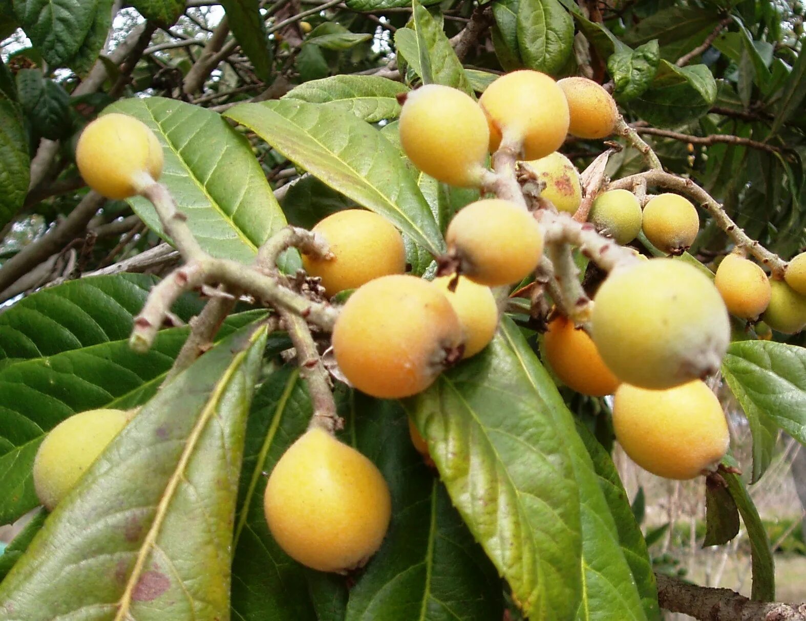 Мушмула морозко. Мушмула. Eriobotrya japonica. Нисперо мушмула. Мушмула сочинская.