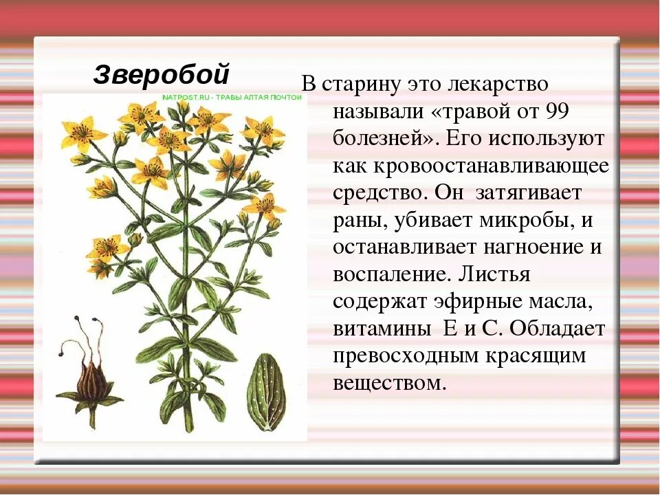 Зверопой музыка. Зверопой музыка. Зверопой музыка. Грушина растение. Зверопой музыка.