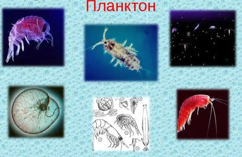 Планктон какая группа. Фитопланктон зоопланктон бентос. Планктонные ракообразные представители. Планктон Нектон бентос. Представители планктона.