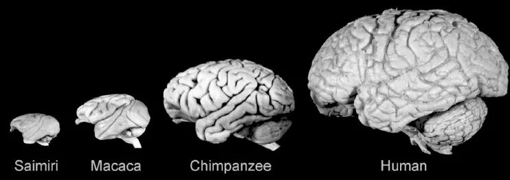 Мозг гориллы и человека. Строение головного мозга приматов. Головной мозг человекообразных обезьян. Строение мозга человекообразной обезьяны. Головной мозг человека и шимпанзе.