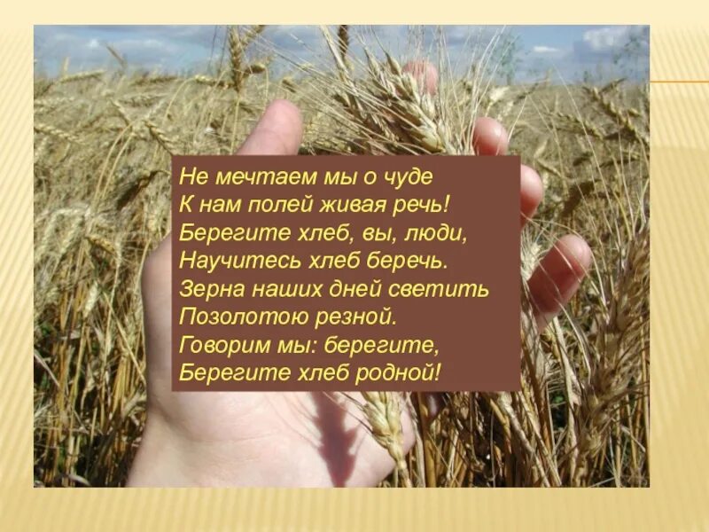 Стихи про сельское хозяйство для детей. Стих про пшеницу. Цитаты про поле. Высказывания о хлебе.