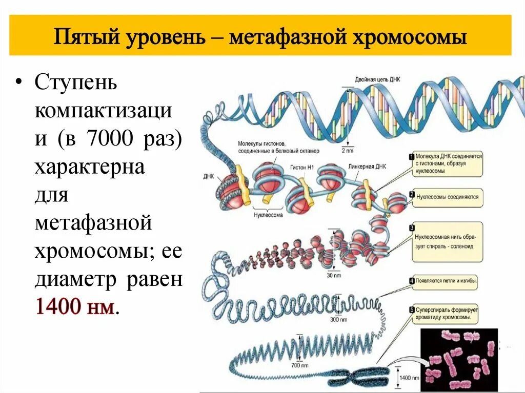 Уровни организации хромосом таблица. Уровни компактизации ДНК эукариот. Уровни компактизации ДНК В хромосоме. Уровни укладки ДНК В хроматине. Схема компактизации наследственного материала клетки
