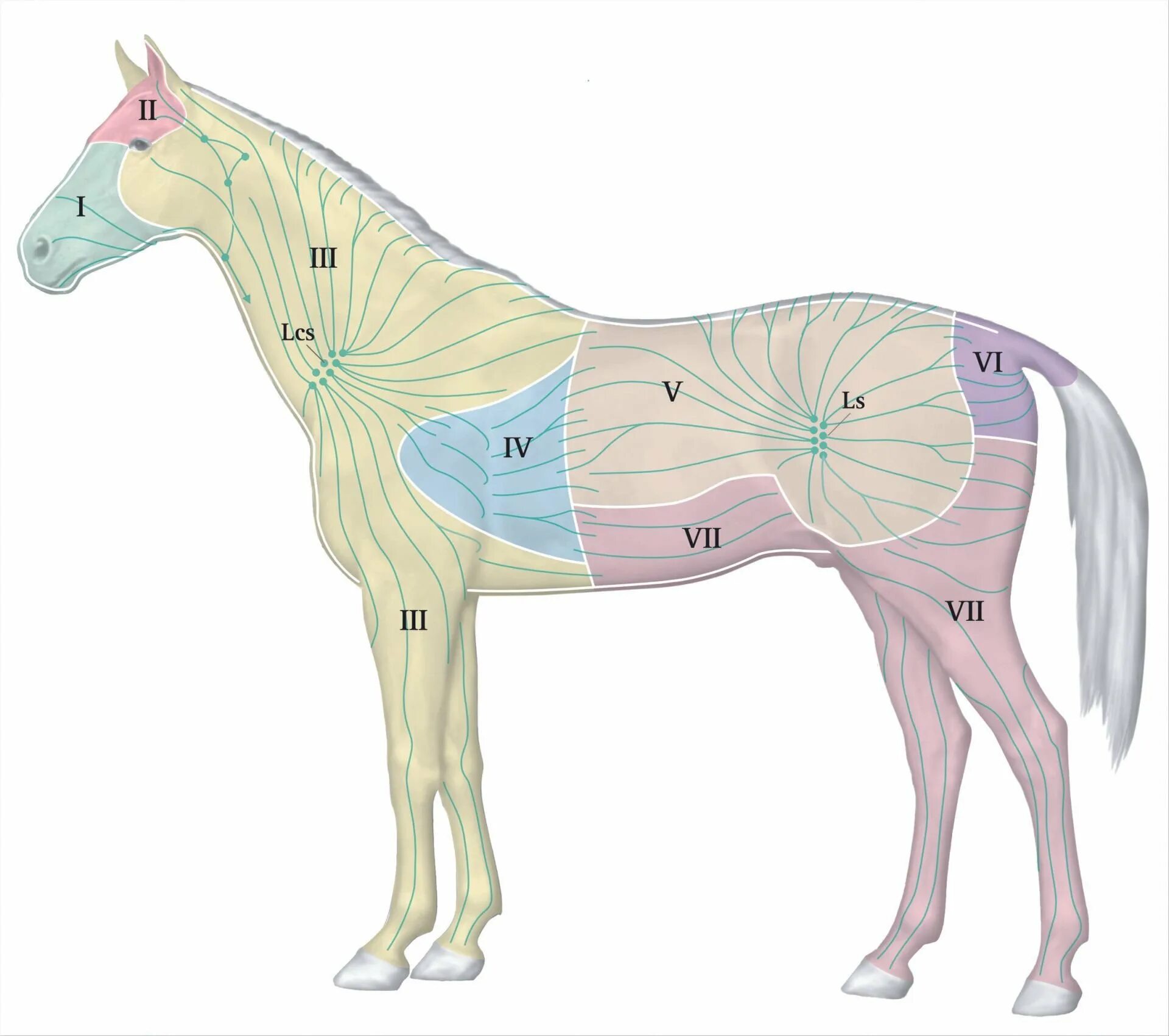 Анатомия лошади лимфатическая система. Лимфатическая система лошади атлас. Лимфатическая система коровы. Топография лимфатических узлов у лошади.