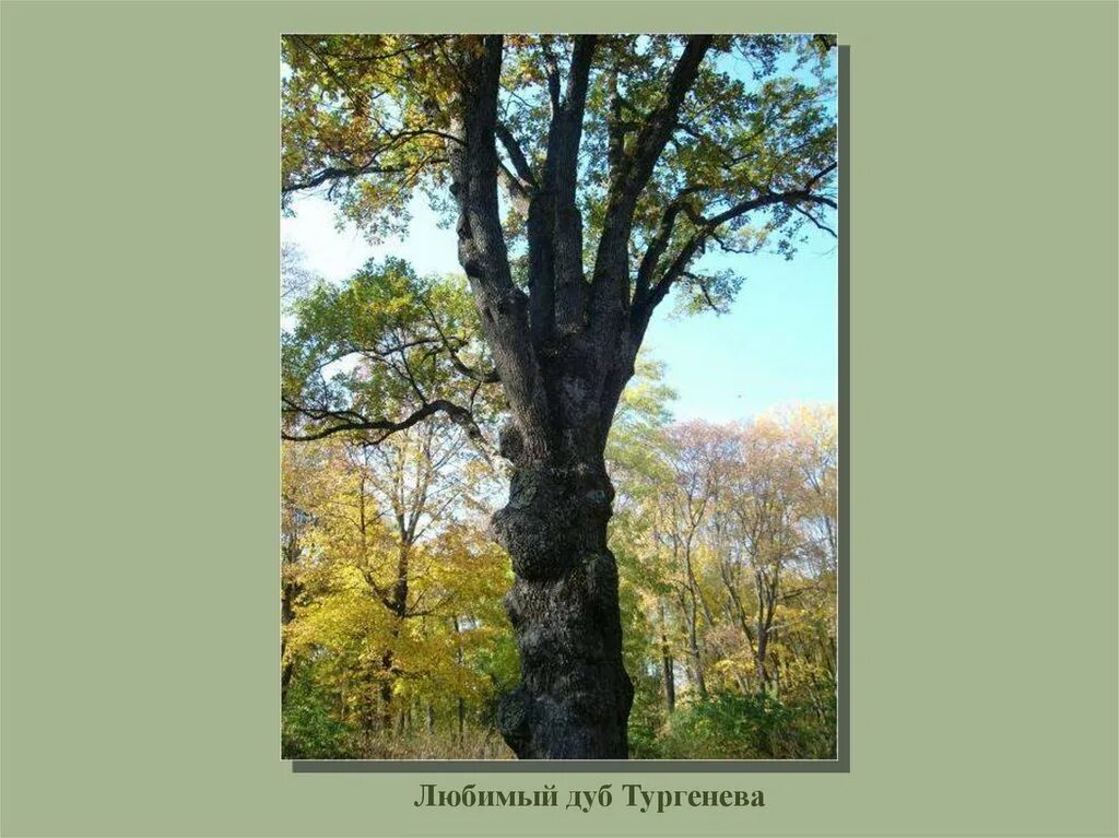 Тургеневский дуб в Спасском-Лутовиново. Дуб Тургенева в Спасское Лутовиново. Дуб Тургенева в Спасское Лутовиново упал. Тургенев дуб. Дуб тургенева