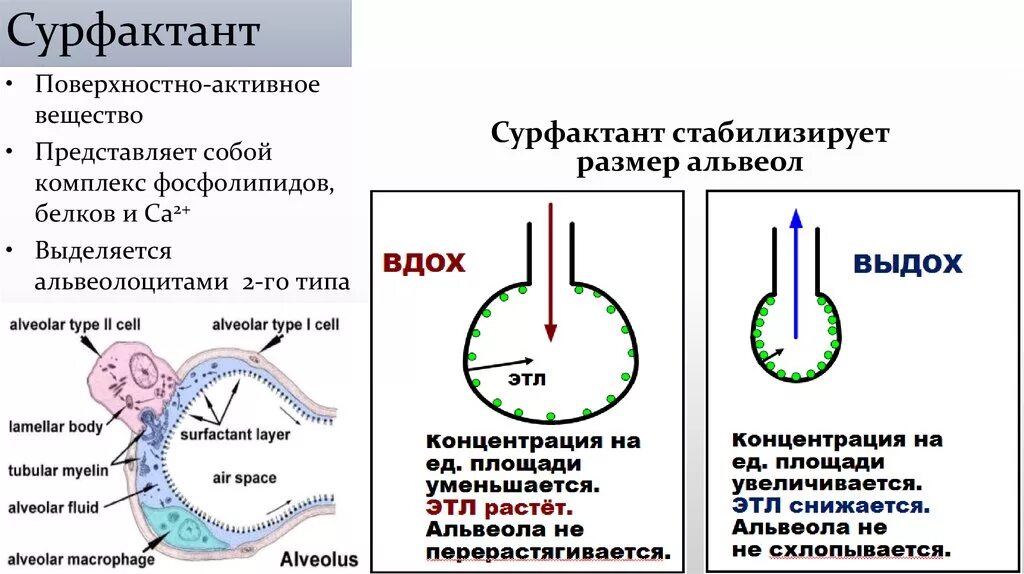 Легочный сурфактант функции. Строение альвеол сурфактант. Сурфактант альвеол легких. Сурфактант альвеолоциты. Изменения после ковида