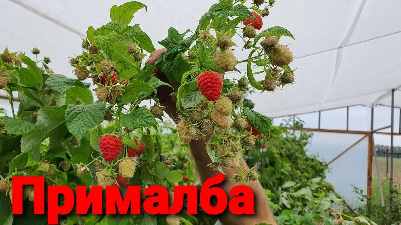 Малина ремонтантная Enrosadira (Энросадира). Малина сорт ПРИМАЛБА. Примальба малина описание. Малина ПРИМАЛБА ремонтантная.