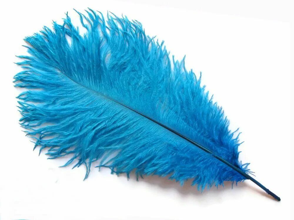 Части тела животного на английском. Перо синего цвета. Feathers транскрипция. Feather anatomy. Строение пера бородки.