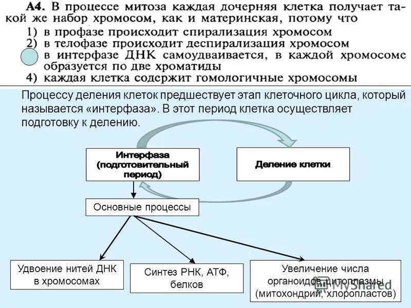 Синтез митохондрий происходит в интерфазе. Синтез митохондрий происходит в интерфазе. Интерфаза g1 s g2. G1 s g2 периоды интерфаза. Фазы клеточного цикла интерфаза.
