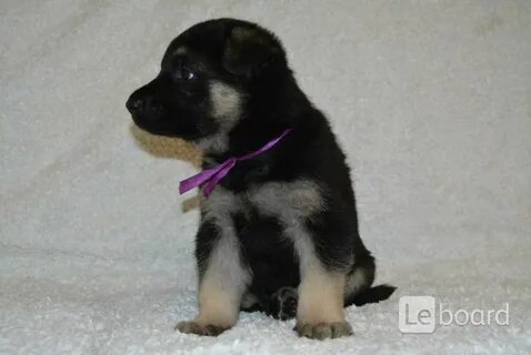 Щенки кострома
